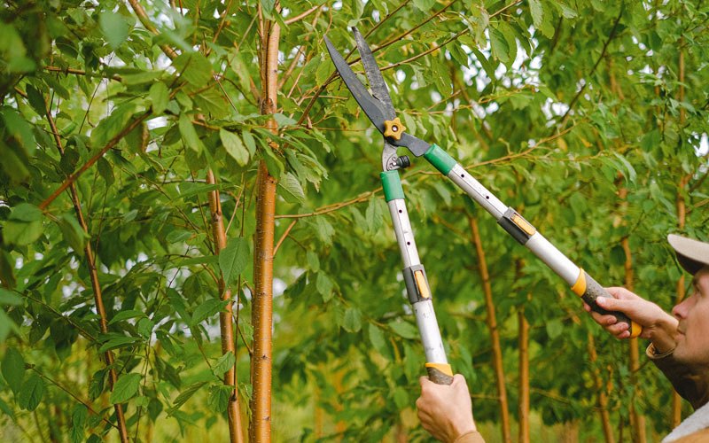 Tree trimming in Commerce Township, MI